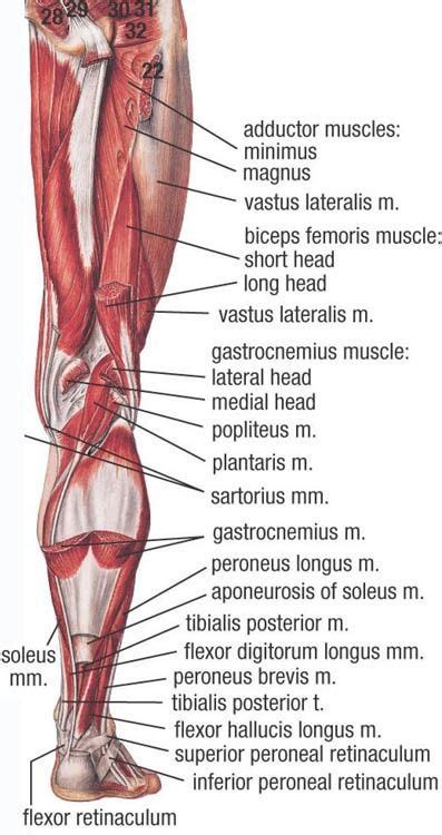 Labeled Muscles Of Lower Leg Yahoo Image Search Results In 2023