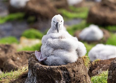 Black Browed Albatross Chick Happily Sits On Mud And Grass Nest