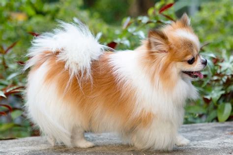 10 Best Dog Breeds With Yellow Fur