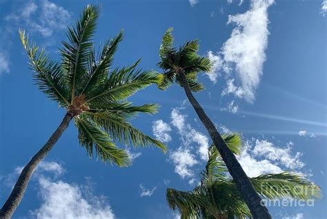 Palm Trees Swaying Photograph By Lisa Cassinari Fine Art America