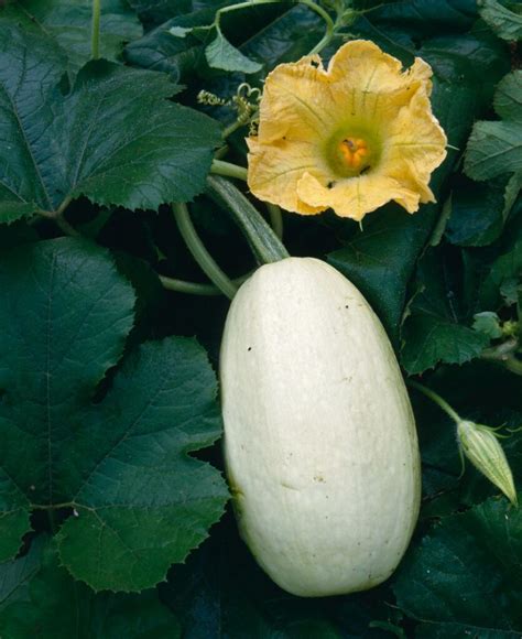 How To Tell When Spaghetti Squash Is Ripe And How To Ripen After