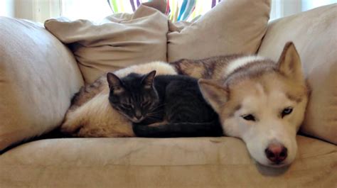 Cat Prefers His Husky Over A Cat Bed Any Day