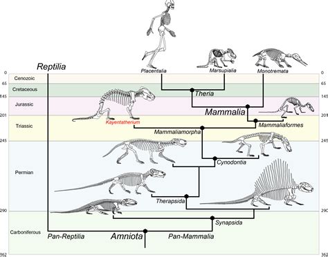 Mammal Forerunner That Reproduced Like A Reptile Sheds Light On Brain