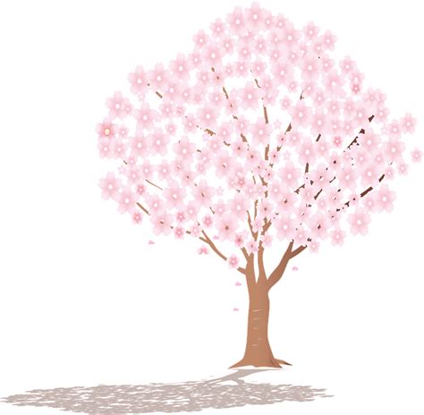Sakura Tree Shadow Cherry Free Vector Graphic On Pixabay