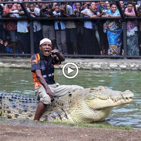 Decoding The Mystery Training Giant Crocodiles In Papua New Guinea Video