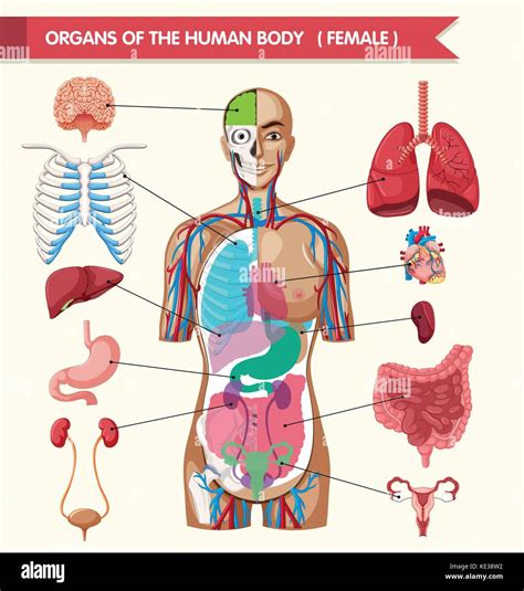 Organos Del Cuerpo Humano Imágenes Vectoriales De Stock Alamy