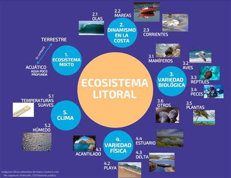 Top Imagen Mapa Mental Ecosistema Viaterra Mx The Best Porn Website