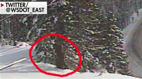 Bigfoot Spotted On Washington State Department Of Transportation Webcam