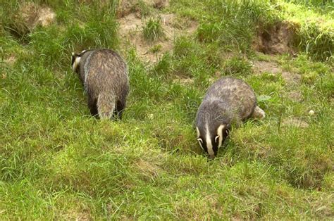 Two Badgers Stock Photo Image Of Feed Grass Mammal Badger 879770