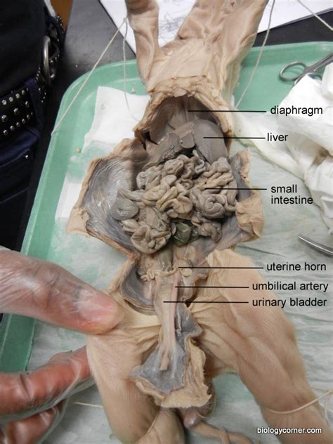 The abdominal cavity is divided into four quadrants and thoroughly explored. Bio Lab Flashcards