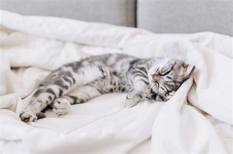 Download Sleeping Tabby Cat Animal Cat Hd Wallpaper