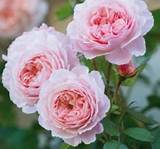 Climbing Roses Without Thorns Images