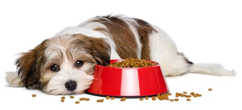When can your puppy start eating solid food and why quora. Does Your Dog Have Food Allergies?