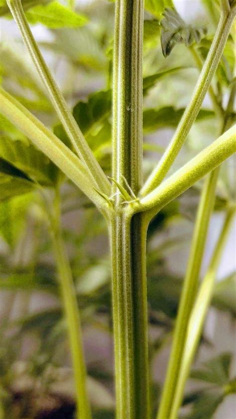 identify male female and hermaphrodite cannabis plants
