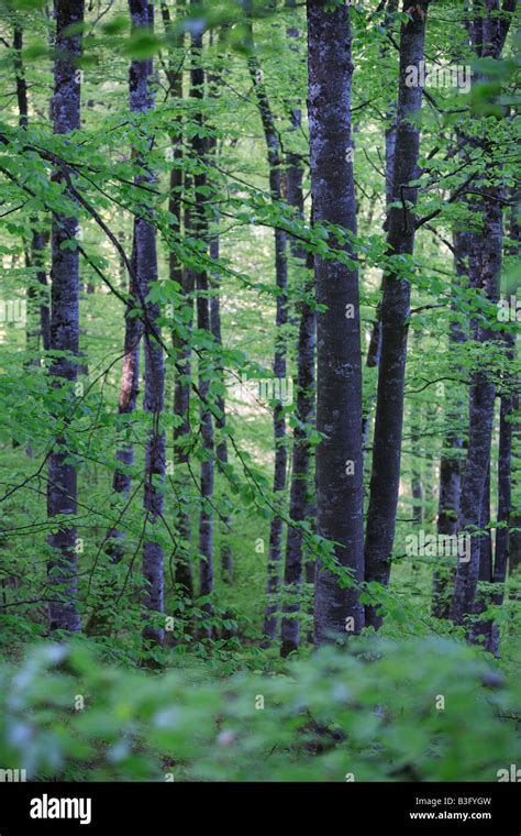 Beech Forest Stock Photo Alamy