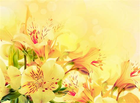 🔥 Free Download Alstroemeria Yellow Flowers Wallpaper Background