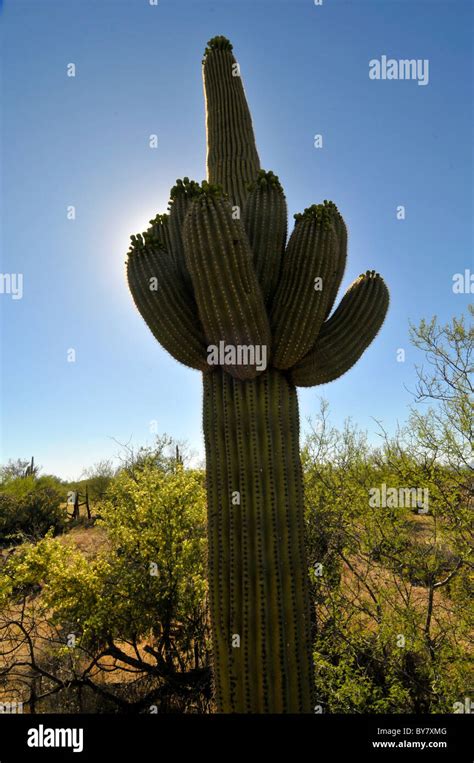 Saguaro Cactus Saguaro National Park Tucson Arizona Stock Photo Alamy