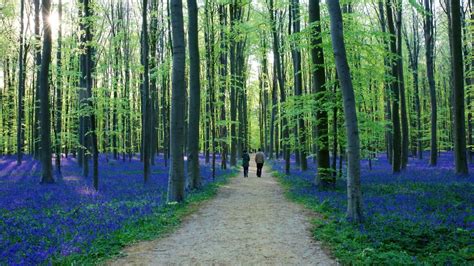 When To See Belgiums Hallerbos Blue Forest In Bloom Simplemost