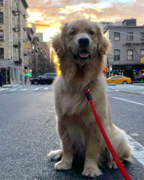 A Golden Retriever Sitting On The Street With His Leash