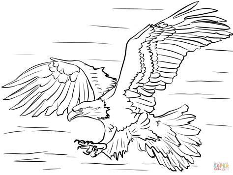 Bald Eagle Diving For Prey Coloring Page Free Printable Coloring Pages
