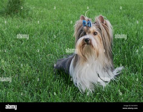Beautiful Male Dog Breed Beaver Yorkshire Terrier With Bow On A Green
