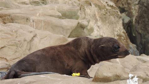 Strange Spike In Fur Seal Deaths On California Coast Cbs News