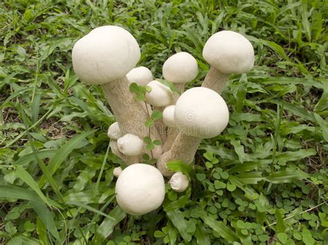 White Mushrooms Grow In Grass Stock Image Image Of Delicious Healthy
