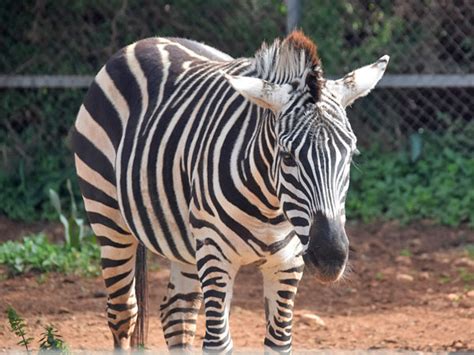 Equus Quagga Boehmi Grants Zebra In Paphos Zoo