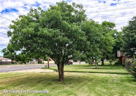 The fiery orange and red leaves make this asian native one of the prettiest trees in autumn. Chinese Pistache | Plant Resources Home | TTU