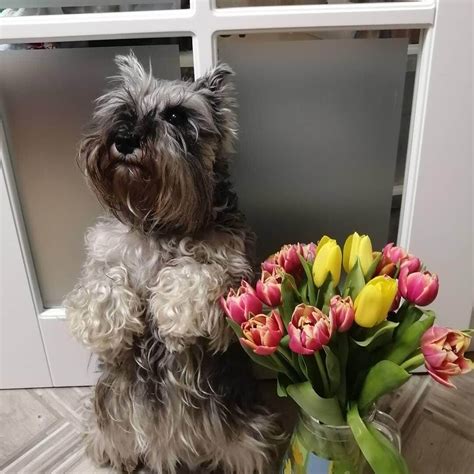 15 Pictures That Prove Schnauzers Are Perfect Weirdos Page 5 Of 5