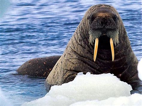 Walrus Facts For Kids Large Tusks Mammal