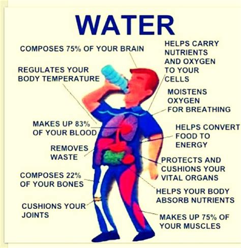 Why Drinking Water Is So Important Musely