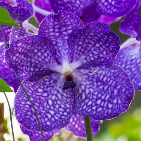 Orchidée Vanda Blue Magic Xxl Hauteur Avec Pot 60cm En Suspension