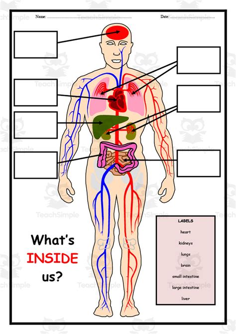 Human Body Label Worksheet By Teach Simple
