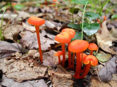 Bright Orange Mushrooms Photos