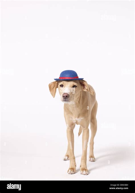 Dog Wearing Hat Stock Photo Alamy
