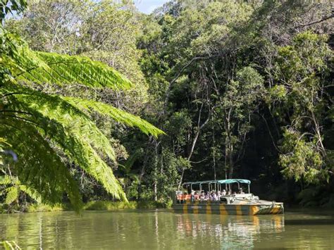North Queensland 1 Día En La Selva Tropical De Kuranda Getyourguide