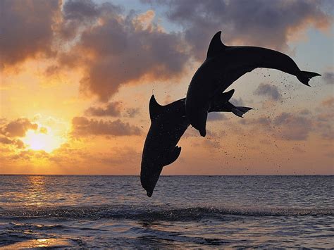 Dolphins Jumping Dolphin Sun Fish Animal Sea Hd Wallpaper Peakpx