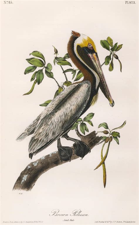 John James Audubon Brown Pelican For Sale At 1stdibs Brown Pelican