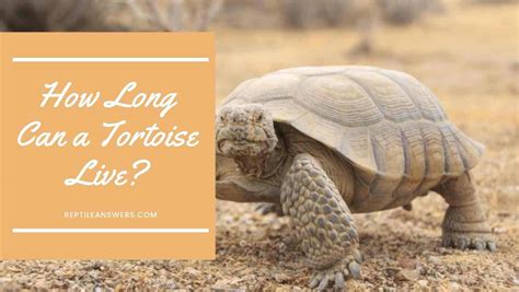How Long Does A Tortoise Live Reptile Answers