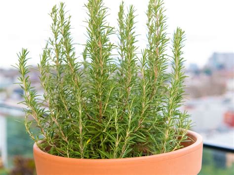 7 Easiest And Must Have Herbs To Grow At Home Realestate