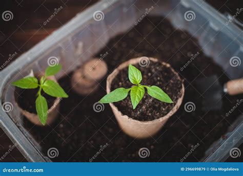 Planting Seedlings Of Peppers In Peat Pots At Home Garden Tools Stock