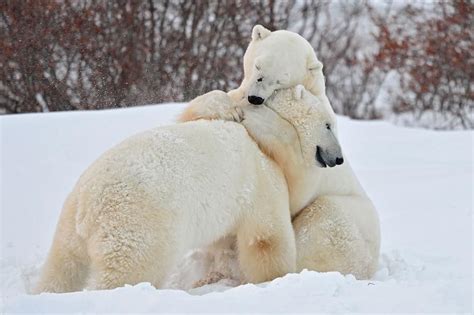 Polar Bears Polar Bear Cute Animals Animals