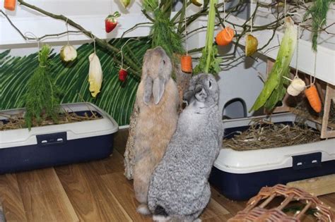 Ist die kleintierhaltung erlaubt, dürfen üblicherweise auch katzen in die wohnung. Wohnungshaltung | Kaninchen, Kaninchen spielzeug ...