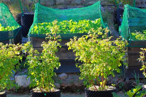 Growing Raspberries In Pots How To And Care Guide Plantura