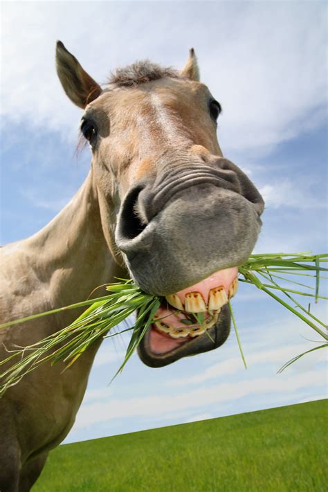 Ebern Designs Funny Horse Eating On Canvas Print | Wayfair