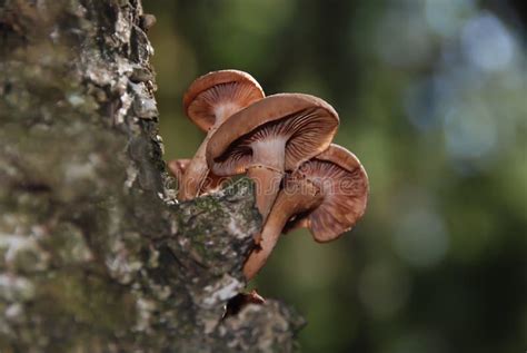 Mushrooms On The Tree Trunk Stock Photo Image Of Forest Wild 166174042
