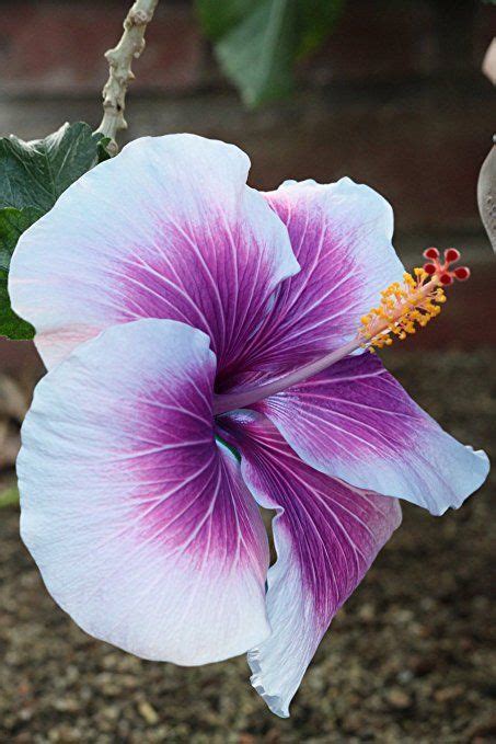 10 Dinnerplate Hibiscus Purple Cream Perennial Flower Seed Easy To