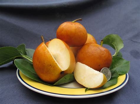 We did not find results for: Shinko Asian Pear Tree — Just Fruits and Exotics