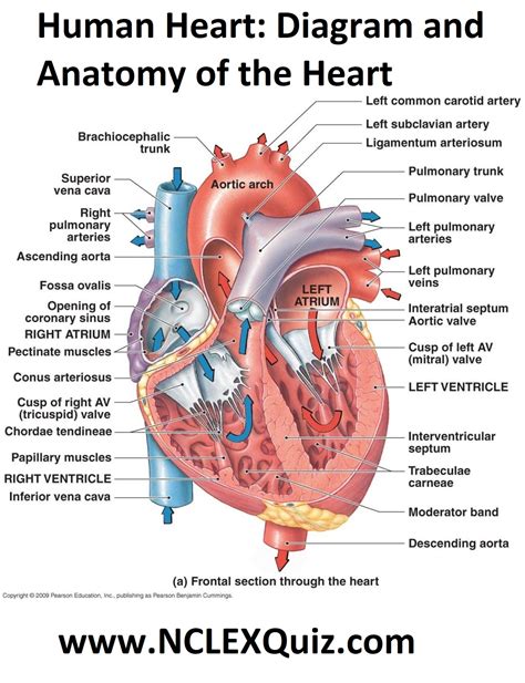 Human Heart Diagram And Anatomy Of The Heart Studypk